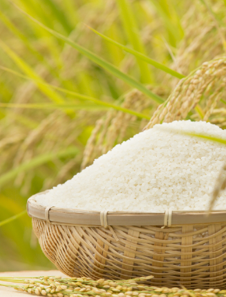 北海道の寒暖差を受けて甘みを増し、大きく実を結んだお米